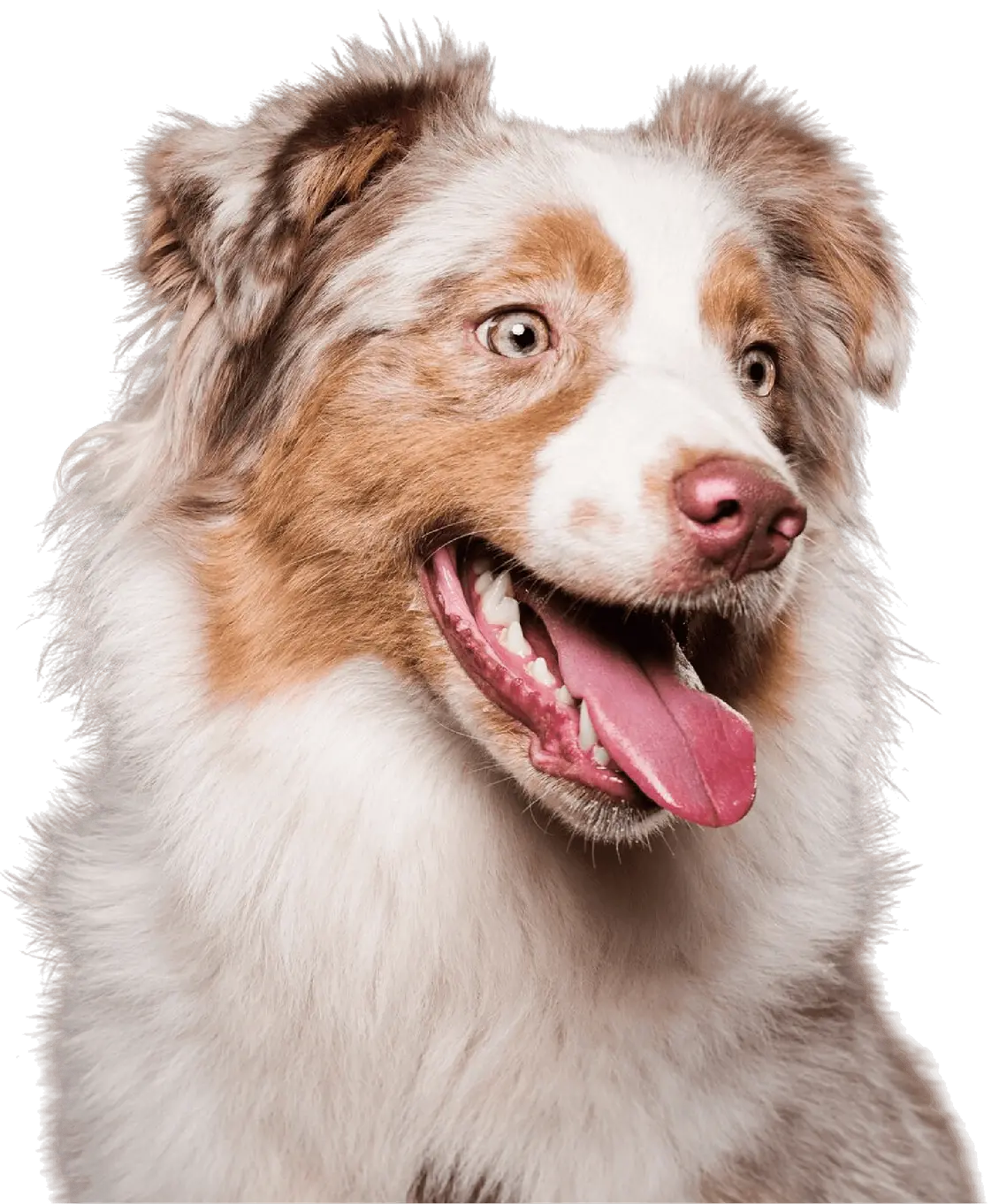 Evcil Hayvan Bakımının Geleceği.